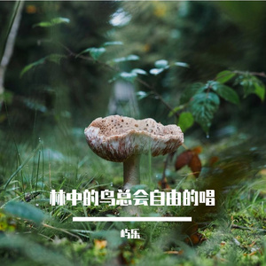 林中的鸟总会自由的唱