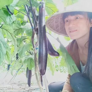 种茄子的遗憾（成品） 伴奏