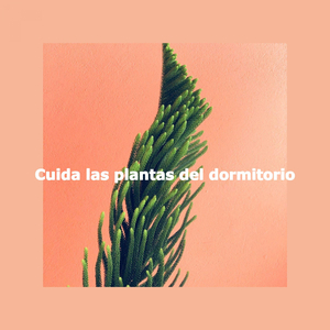 Debonair Sleeping In Sunday