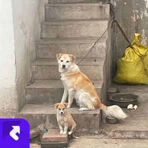 背包的旅行者 (现场)