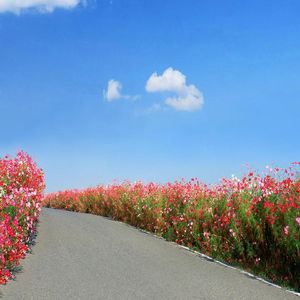 不是不想爱而是不敢爱