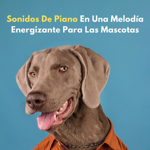 Notas Melodiosas Para Mascotas Juguetonas