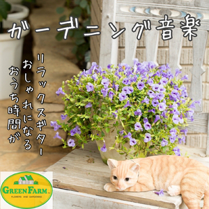 Chill Bossa Nova Cafe Guitar