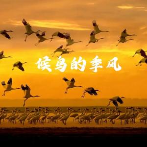 候鸟的季风
