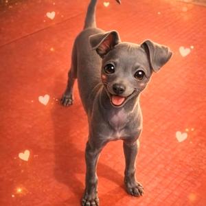 나를 죽이지 마세요(유기견이야기)