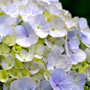 Valkoiset Hortensiat