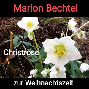 Christrose zur Weihnachtszeit