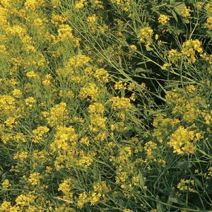 春だ！春だ！春だ！