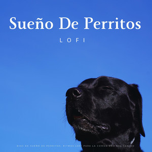 Armonía Lofi De Perritos