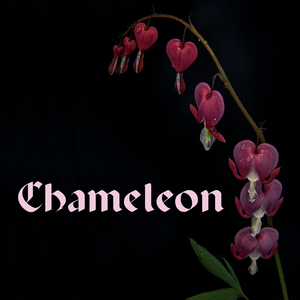 Chameleon