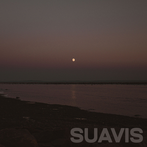 Suavis