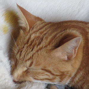 Spring Wind (feat. 初音ミク)