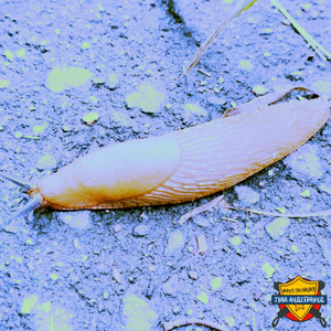 Вичхаус Нахабино