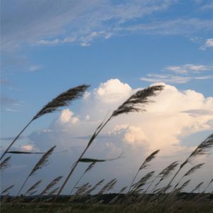 风来云起随意游