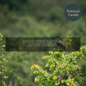 Cornell Gray Catbird