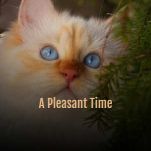 Driving With the Top Down Bed