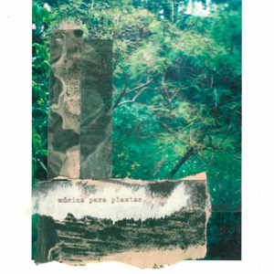 Aloe barbadensis (con Eloy Capobianco)