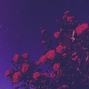 Roses (Slowed + Reverb)