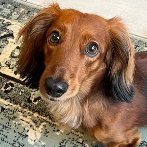 Jimmy the dog