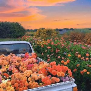 柘木村的记忆(G-G)