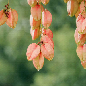 我和我的祖国 (古筝纯音乐经典)