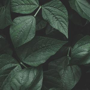 Racing Into The Night