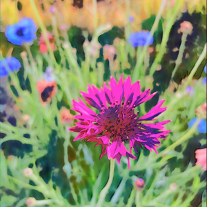 The Wind And Grass Flower