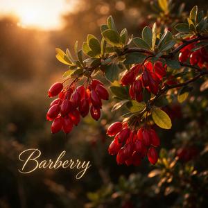 Barberry