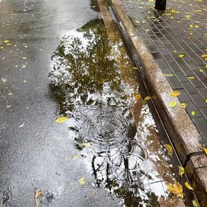 Lemon mint leaves(柠檬薄荷叶)