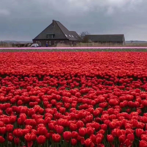 月光下的凤尾竹