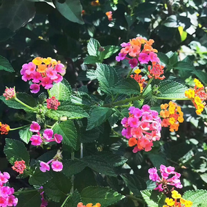 纯音乐（想念）