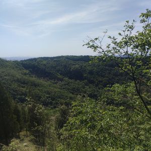 Forest—夏怒放（有瑕疵）