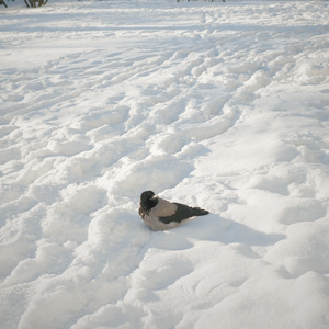 雾里的圣彼得堡