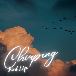 Chirps