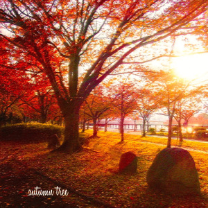 autumn tree