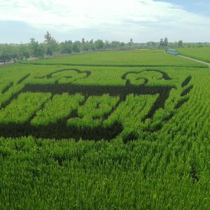 奖杯（prob.RICH RUBY）