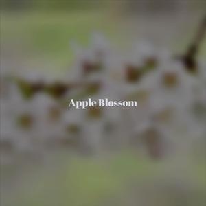 Apple Blossom