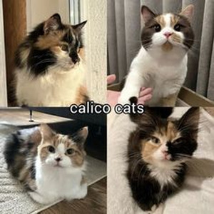 Say Goodbye Hollywood (sped up)