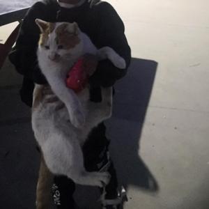 你是我的男朋友