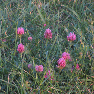 Сон 3: Вигляни в вікно / Відлуння між будинками