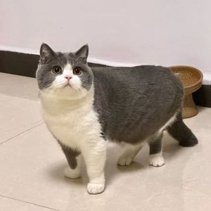 see you tomorrow（cover）