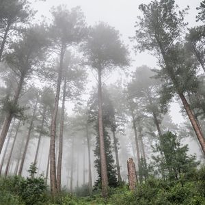 钢琴白噪引梦眠