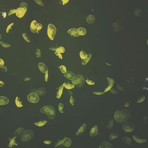 【Free】“第六个梦”Pluggnb Typebeat