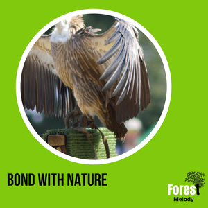 Wistful Songs of the Birds