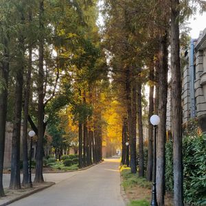 以十洲的名义（翻自鞠婧祎）