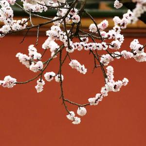 大鱼海棠 （古筝版）