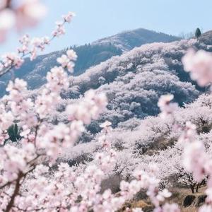 春日杏花