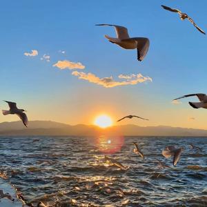 自由奔向广阔的世界