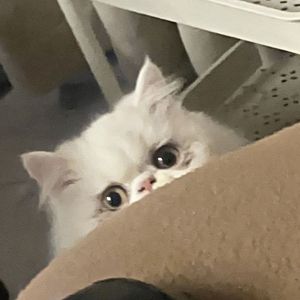 我的猫说它很想你