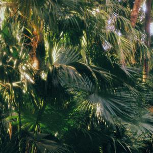 没营养的歌（Demo）